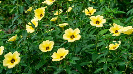 Fototapeta premium Beautiful yellow wild flower in the meadow under the sun. Natural background