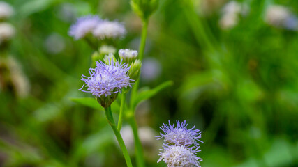 White blue wild flower in the meadow. Natural background