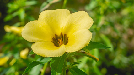 Fototapeta na wymiar Beautiful yellow wild flower in the meadow under the sun. Natural background