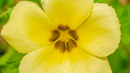 Detail closeup of yellow wild flower showing reproduction organs. Beautiful natural background