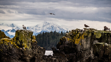 Fototapeta premium Rocks and the Sea bring birds together