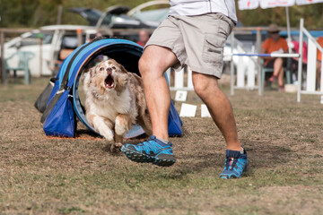 berger australien en agility