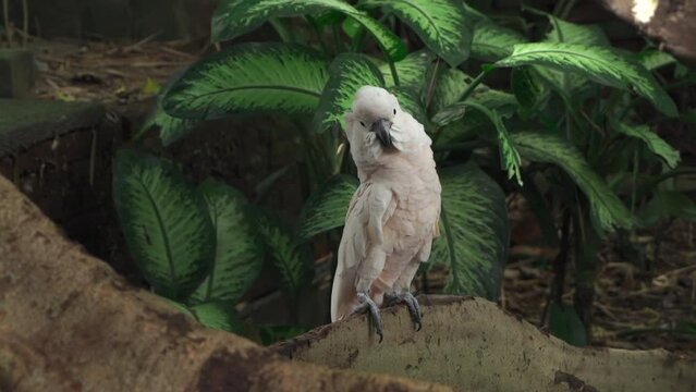 「Strigopidae」の画像 133 件の Stock 写真、ベクターおよびビデオ Adobe Stock