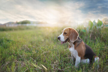 A cute beagle dog sitting outdoor in the grass field .