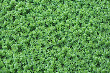 Azolla pinnata or ,Azolla Microphylla, a kind of water fern grown on the  water which has organic...