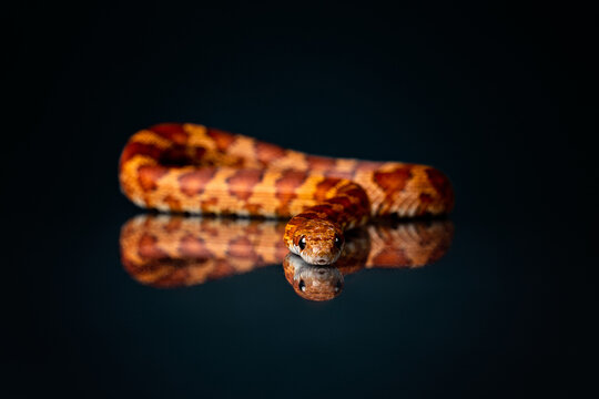 Corn snake with reflection