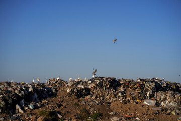 Birds overfly a waste dumping groud