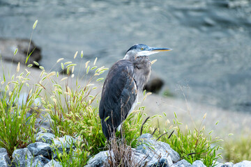 Great Blue Heron perched near water