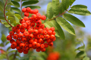 red rowan berries in autumn in the park