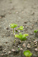 cafetales
cultivos
cultivos de café