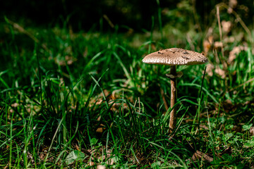 mushroom umbel Macrolepiota procera on a green sunny lawn. View from above. copy space