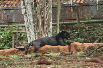 Onça preta no parque zoobotanico da vale, dm Parauapebas, Pará