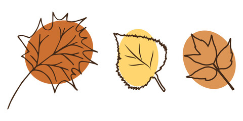 autumn botanical illustration maple birch leaves line art style