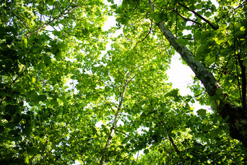 Fototapeta na wymiar 초록잎이 무성한 나무