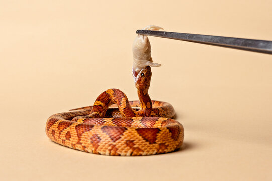 Corn snake being fed a mouse