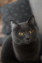 portrait of a British gray cat, close-up, space copy