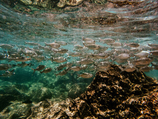 School of Fish