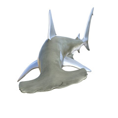 Shark 3D rendering