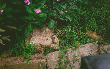 bird in nest