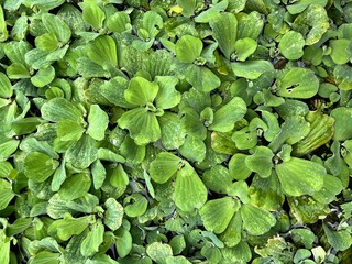 close up duckweed on fish pond