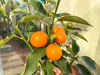 Kumquat Meiwa tree fruit fruiting