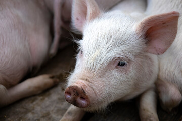 Small piglet sleep in the farm. Group of Mammal indoor waiting feed. swine in the stall. Close up eyes and blur.