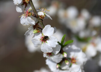 Bee sets on an almond tree branch with white flowers picking nectar up, close up