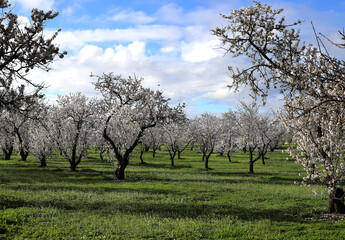 Scenic view of blossoming almond trees in countryside with blue sky and cloudscape background