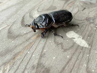 Beetle on a wooden background