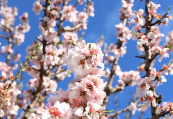 Almond tree branch with pink flowers against blue sky, close up