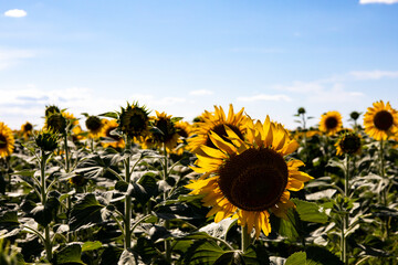 Sunflower field landscape close up