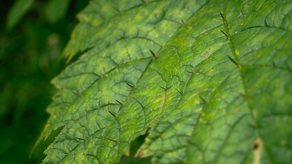 葉っぱに棘のあるイラクサのアップ