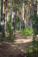 Trail in a dark pine forest on the slopes of the mountain. 