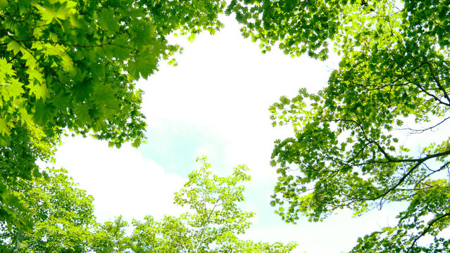 緑 晴 晴天 グリーン 初夏 葉 若葉 自然 森 森林 エコ エコロジー 環境 木漏れ日 植物 風景 背景 バックグラウンド の画像 630 件の Stock 写真 ベクターおよびビデオ Adobe Stock