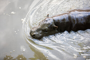 Pygmy hippopotamus