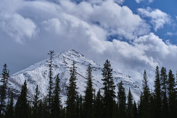  trees in front of a snow mountian in alberta Canada