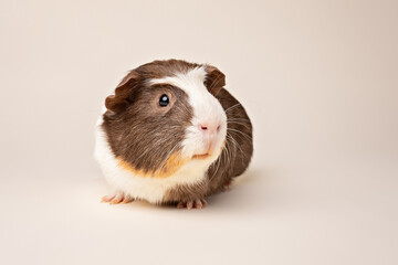 Studio portrait of guinea pig
