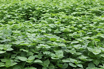 한국의먹거리깻잎입니다