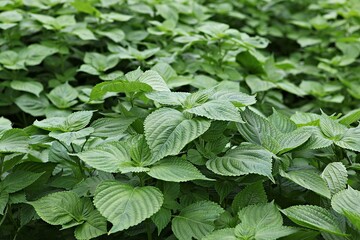 한국의먹거리깻잎입니다