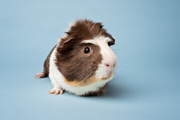 Studio portrait of guinea pig