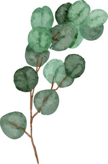 Eucalyptuses leaf watercolor