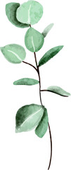 Eucalyptuses leaf watercolor