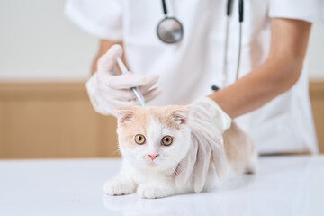 子猫に注射を打つアジア人獣医師
