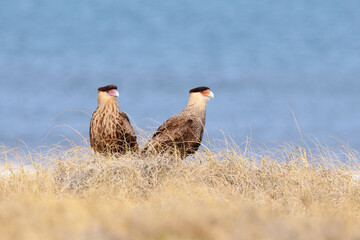 two birds of prey on the ground