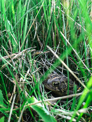 Toad sitting inside green grass