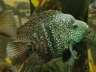 The Texas cichlid (Herichthys cyanoguttatus) in a Aquarium ,Selective focus.