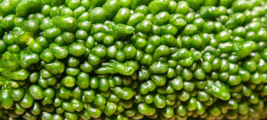 Fototapeta na wymiar close-up of dark green Momordica charantia