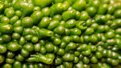close-up of dark green Momordica charantia