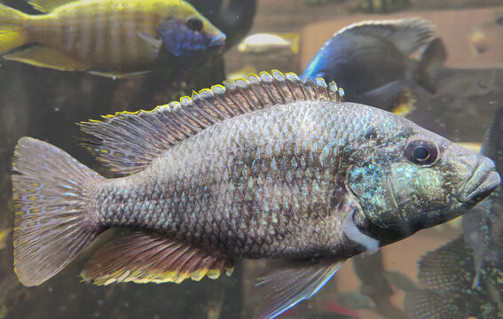 Selective focus of Nimbochromis polystigma fish in a aquarium pond.Selective focus.