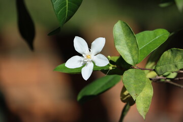 Cambodia. Wrightia antidysenterica, the coral swirl or tellicherry bark, is a flowering plant in the genus Wrightia.